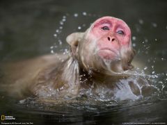 Tapeta National Geographic 555.jpg